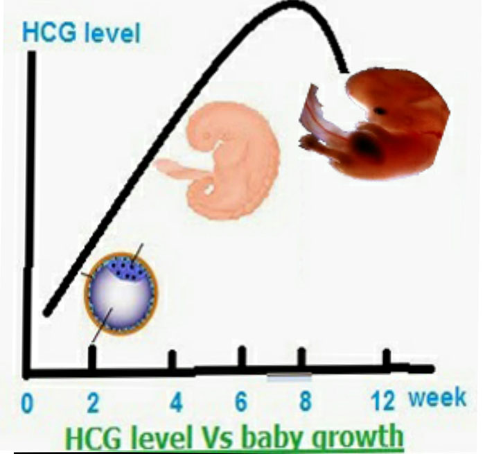 تست هورمون بارداری Beta HCG