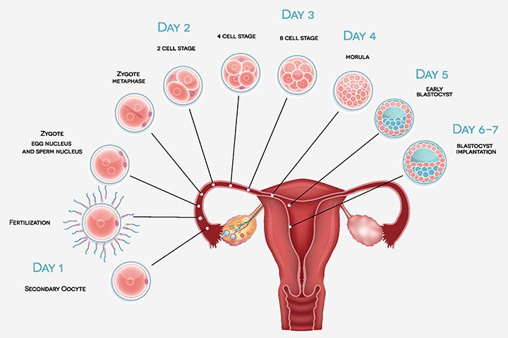 تفاوت خونریزی قاعدگی و لانه گزینی در بارداری 